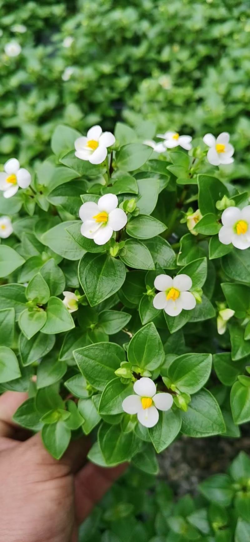 紫芳草澡百年波斯紫罗兰苗圃直发价格低