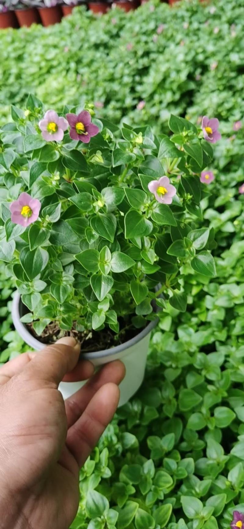 紫芳草澡百年波斯紫罗兰苗圃直发价格低
