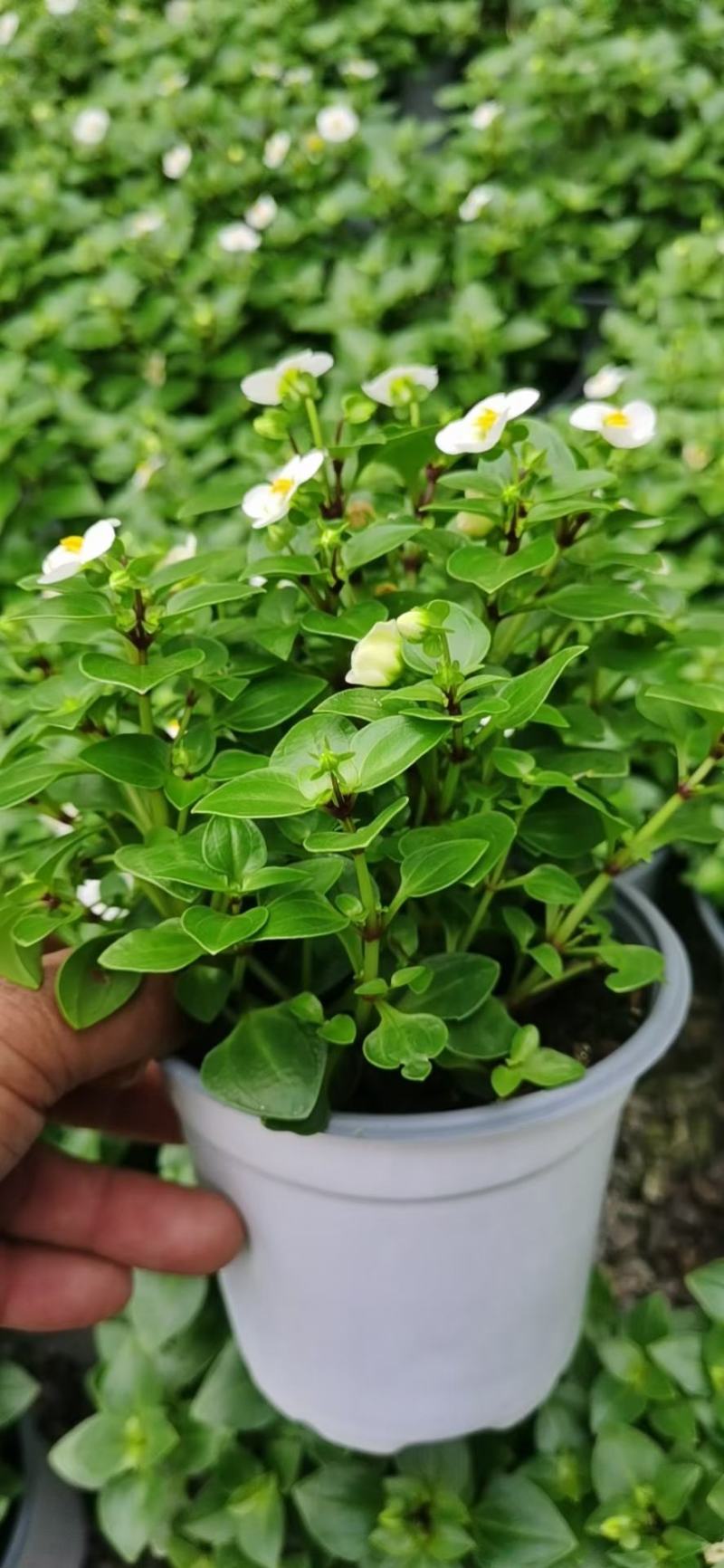 紫芳草澡百年波斯紫罗兰苗圃直发价格低