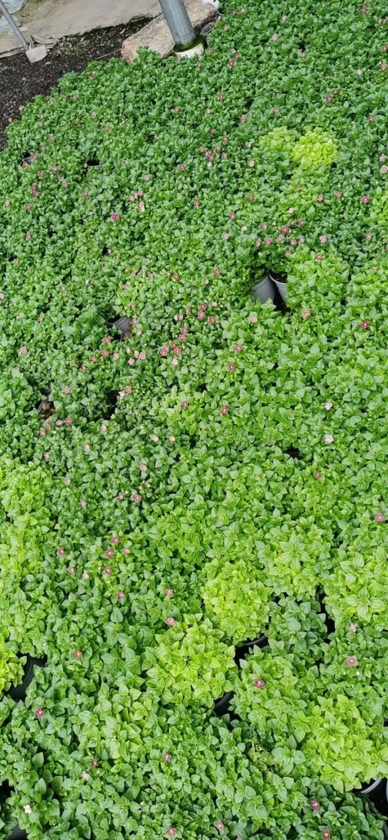 紫芳草澡百年波斯紫罗兰苗圃直发价格低