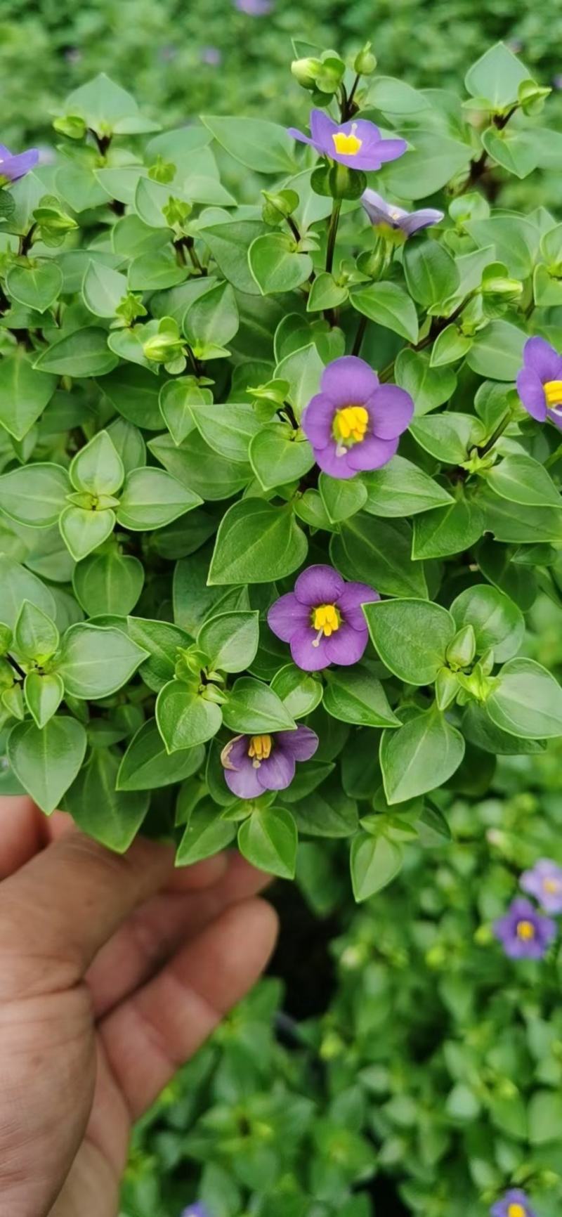 紫芳草澡百年波斯紫罗兰苗圃直发价格低