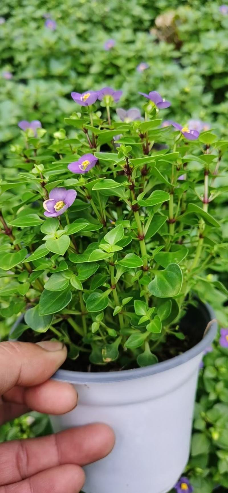 紫芳草澡百年波斯紫罗兰苗圃直发价格低