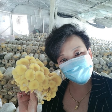批发走量各种平菇，榆黄菇，红平菇菌棒
