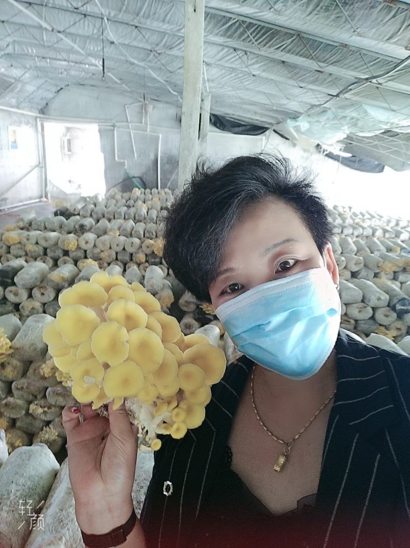 批发走量各种平菇，榆黄菇，红平菇菌棒