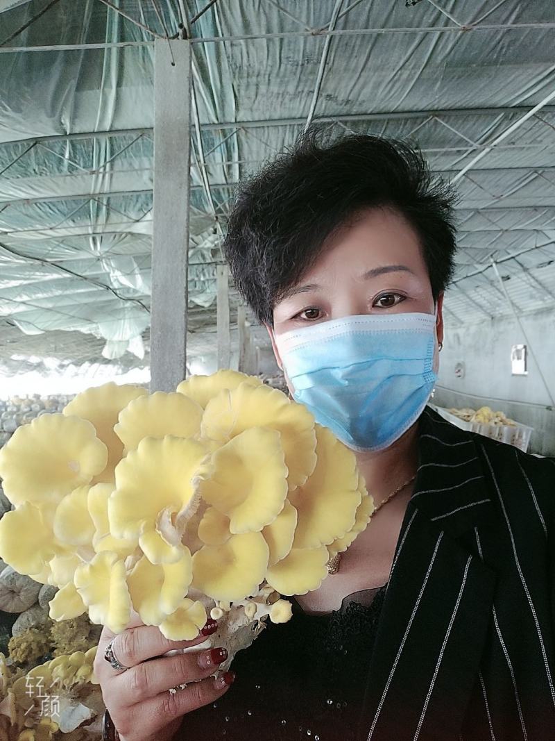 批发走量各种平菇，榆黄菇，红平菇菌棒