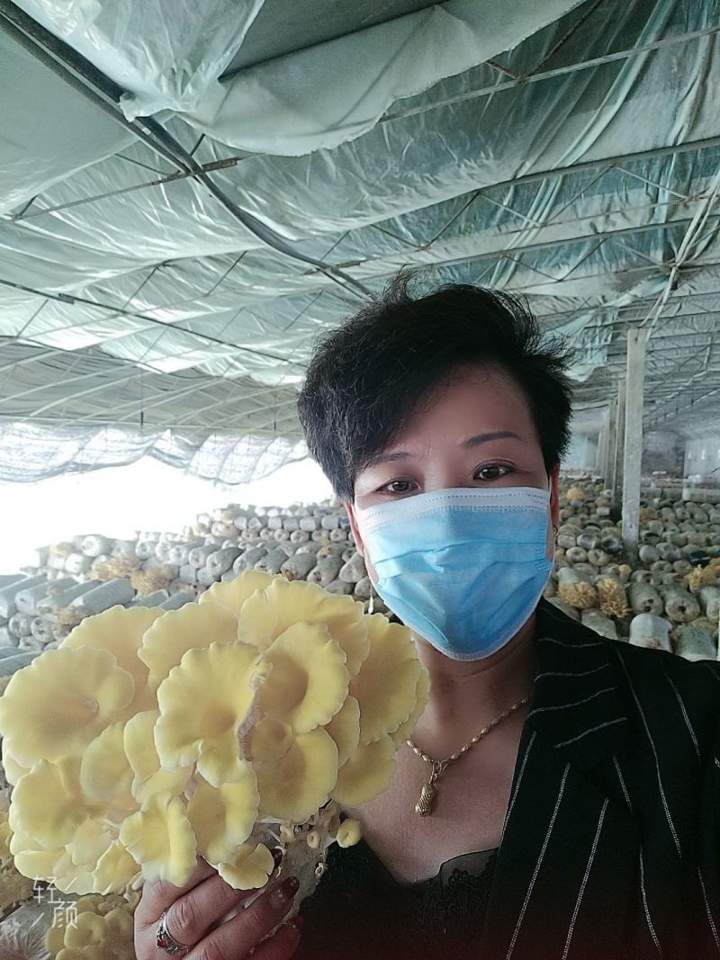 批发走量各种平菇，榆黄菇，红平菇菌棒