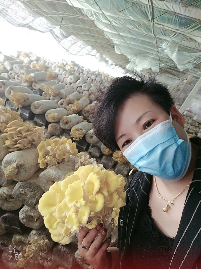 批发走量各种平菇，榆黄菇，红平菇菌棒