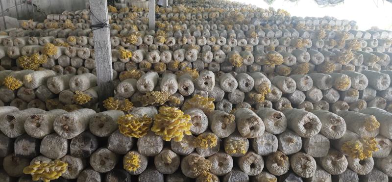 批发走量各种平菇，榆黄菇，红平菇菌棒