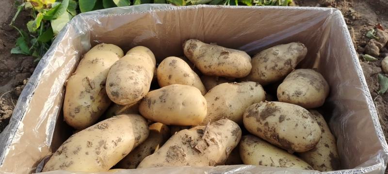 土豆河南土豆希森土豆量大从优产地直销