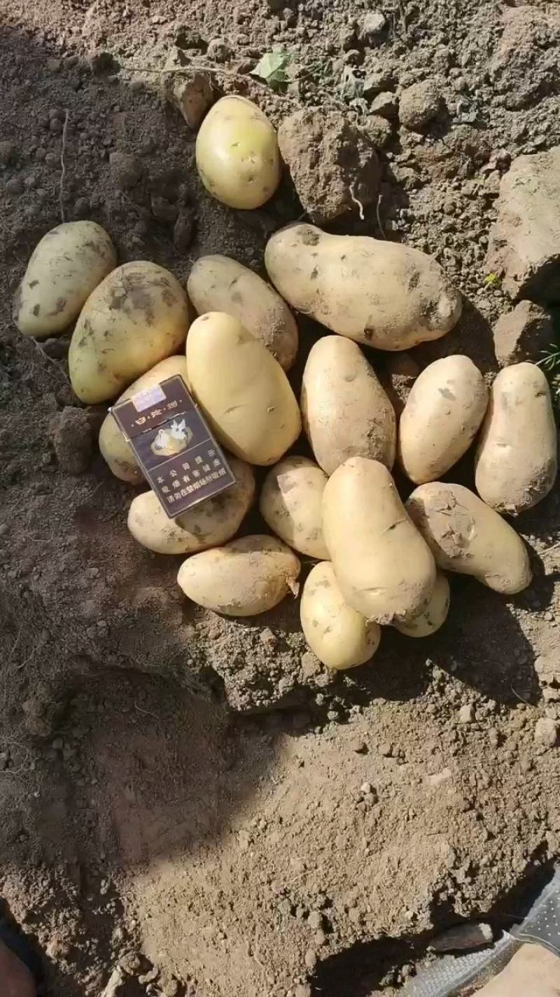 土豆河南土豆希森土豆量大从优产地直销