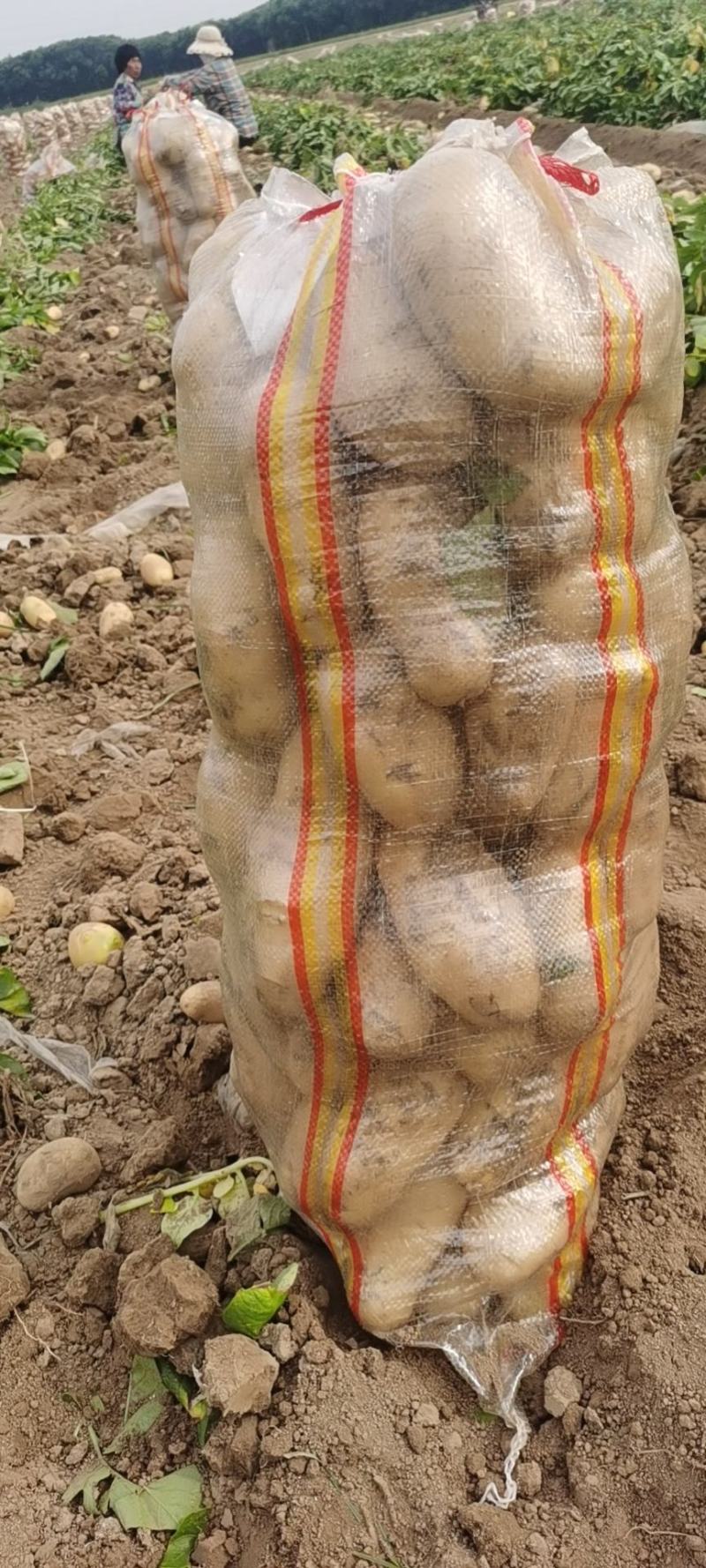 土豆河南土豆希森土豆量大从优产地直销