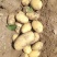 土豆河南土豆希森土豆量大从优产地直销