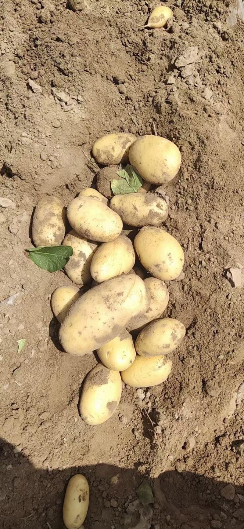 土豆河南土豆希森土豆量大从优产地直销