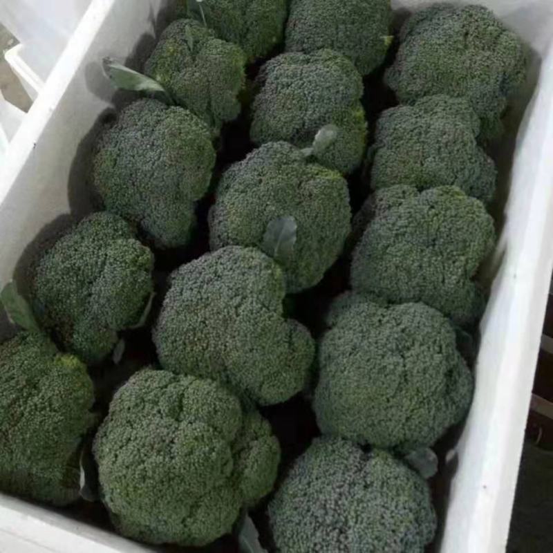 张北优质西兰花大量供应，可以持续到十月中旬