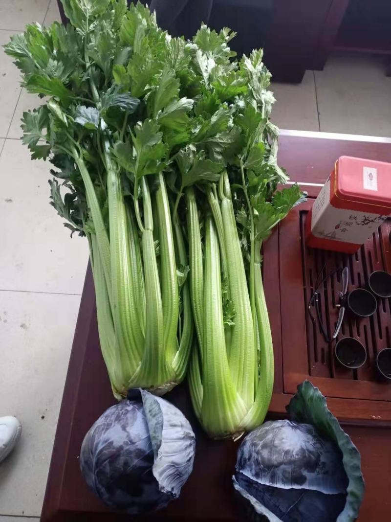 坝上早期的西芹即将上市销售！欢迎全国客商光临