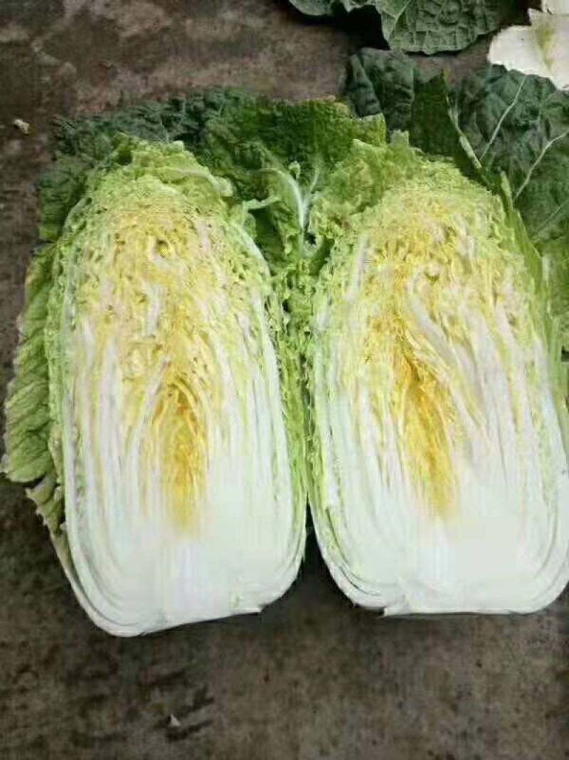 坝上张北县最早的大白菜，持续供应到十月中旬！