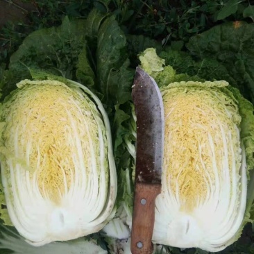 坝上张北县最早的大白菜，持续供应到十月中旬！