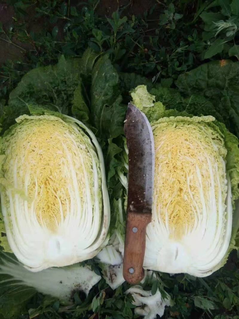 坝上张北县最早的大白菜，持续供应到十月中旬！