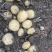 甘肃武山土豆大量上市中，无虫眼，无麻子，无青头
