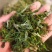 新文冠果新茶文冠果叶茶