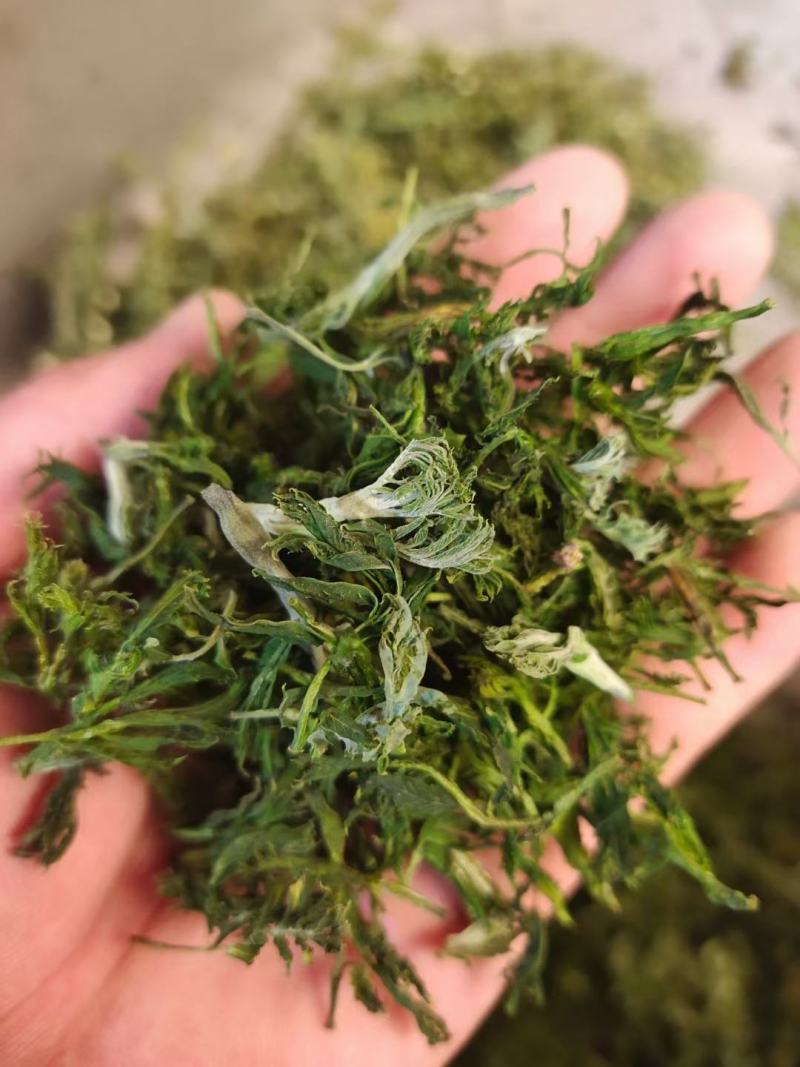 新文冠果新茶文冠果叶茶