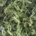 新文冠果新茶文冠果叶茶