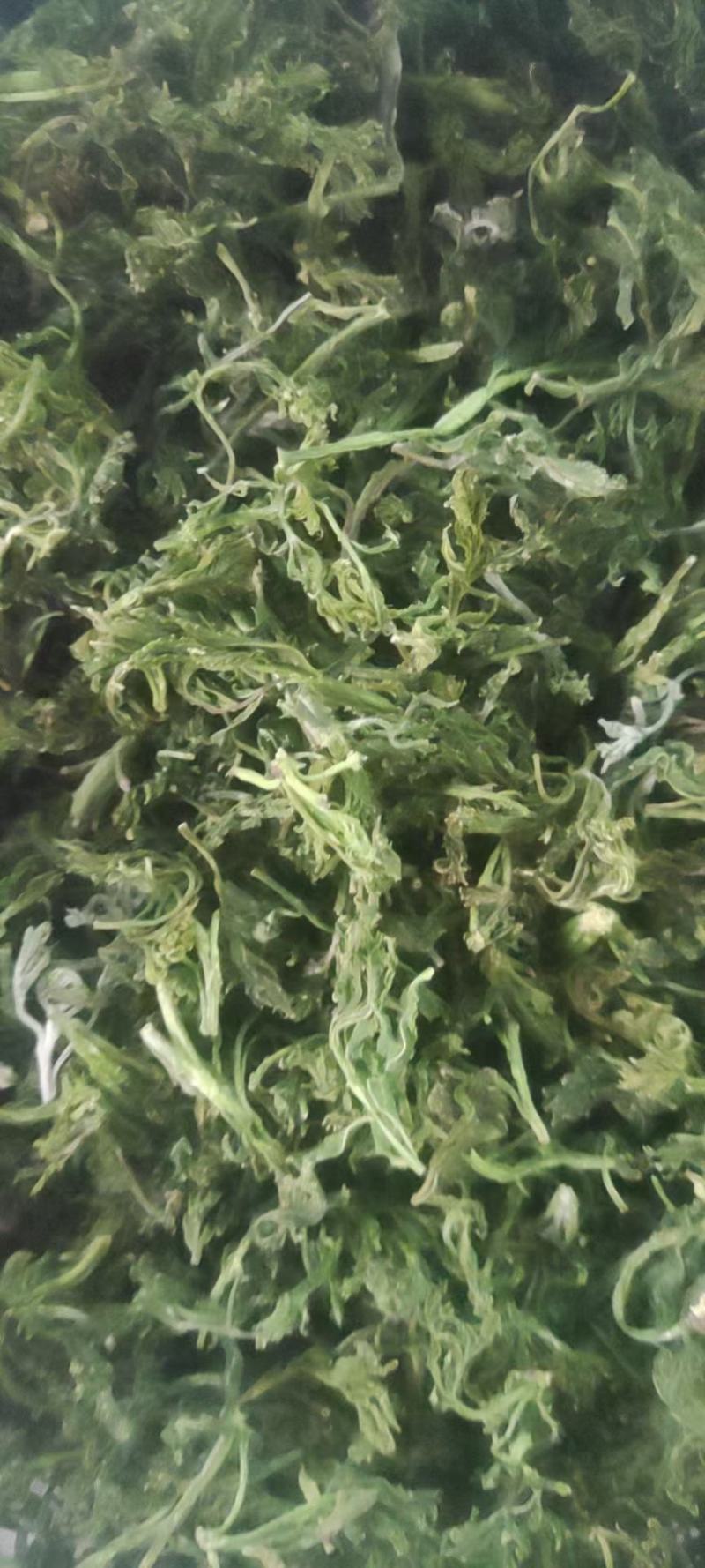 新文冠果新茶文冠果叶茶