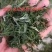 新文冠果新茶文冠果叶茶