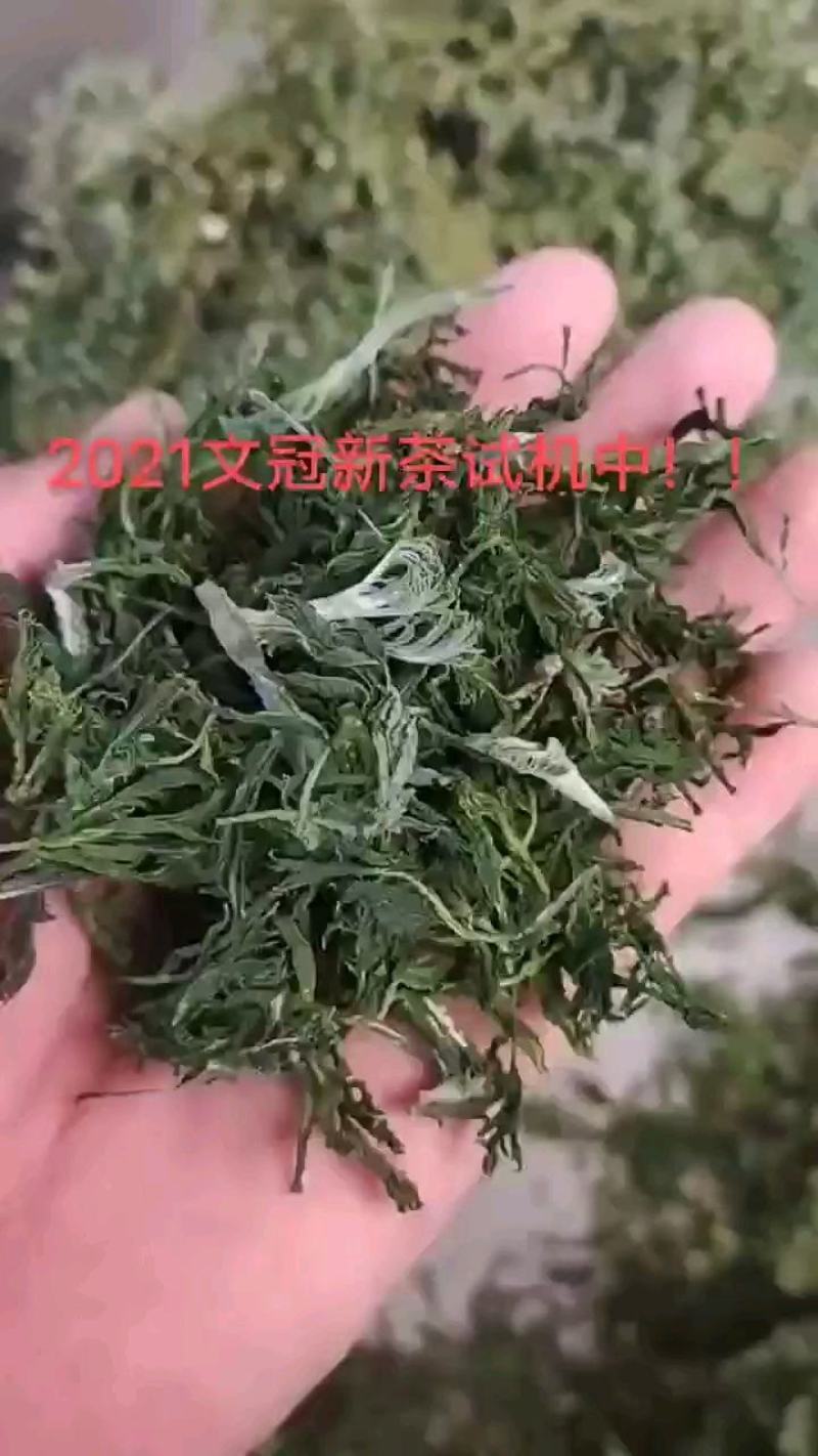 新文冠果新茶文冠果叶茶