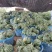 夏邑县大棚精品麒麟美都西瓜保证质量大吨位供应