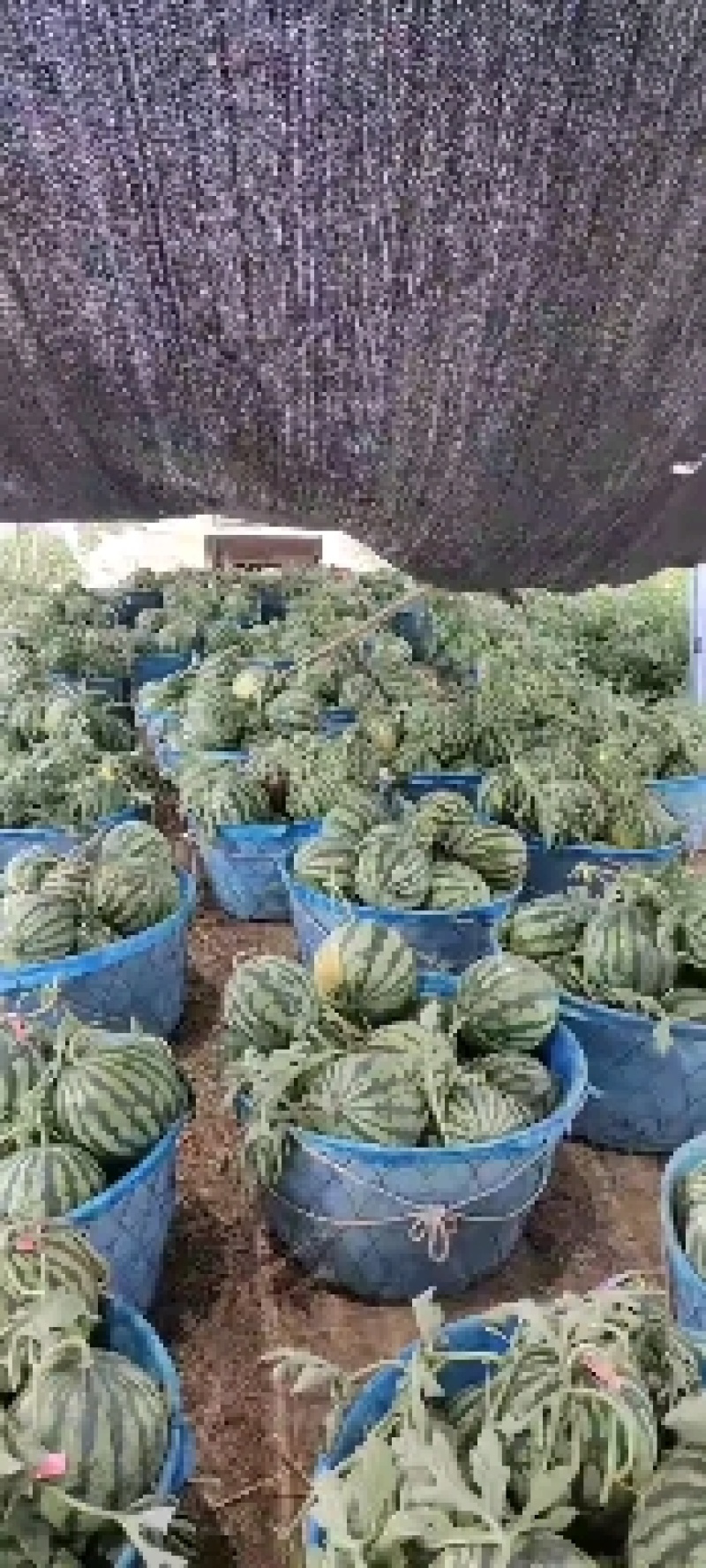 夏邑县大棚精品麒麟美都西瓜保证质量大吨位供应
