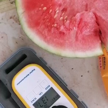 夏邑县大棚精品麒麟美都西瓜保证质量大吨位供应