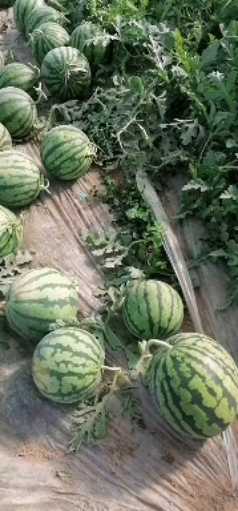 夏邑县大棚精品麒麟美都西瓜保证质量大吨位供应