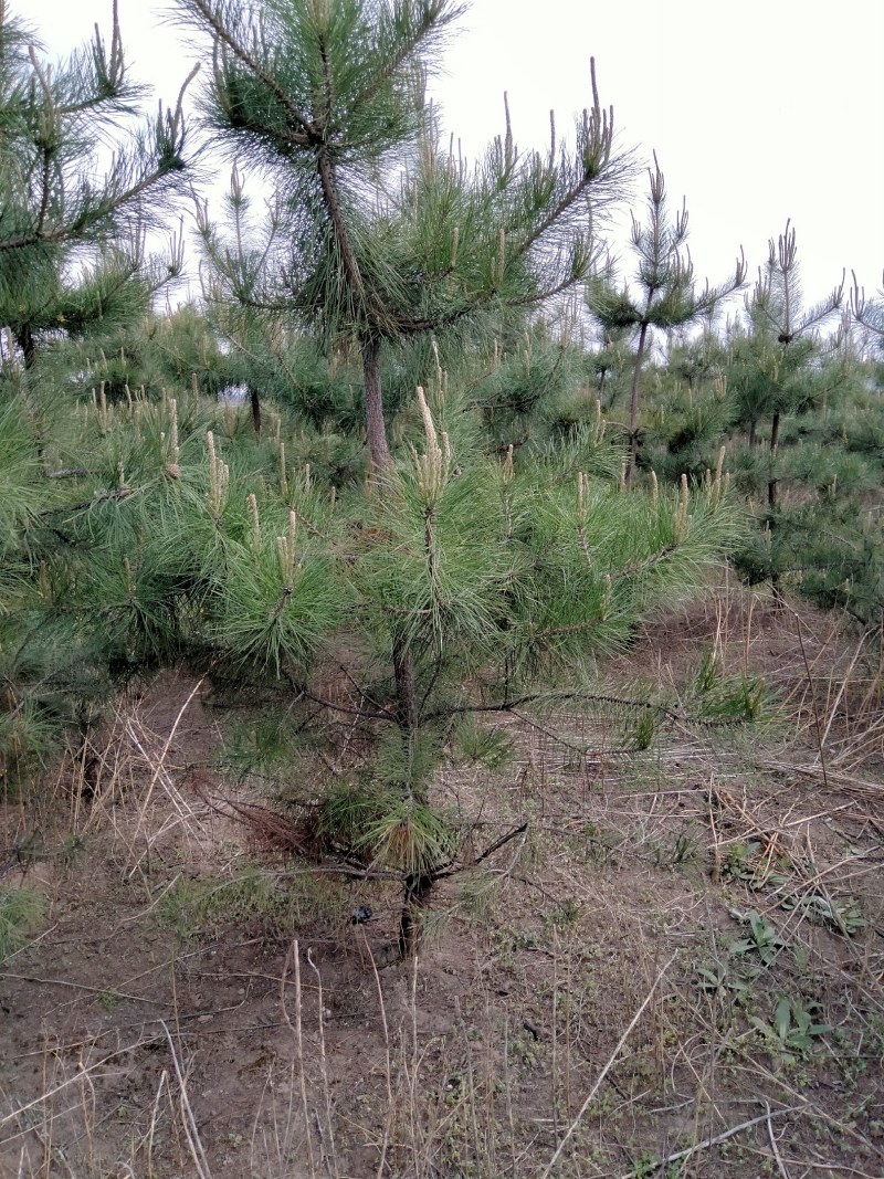 油松，甘肃油松，一米油松，两米油松