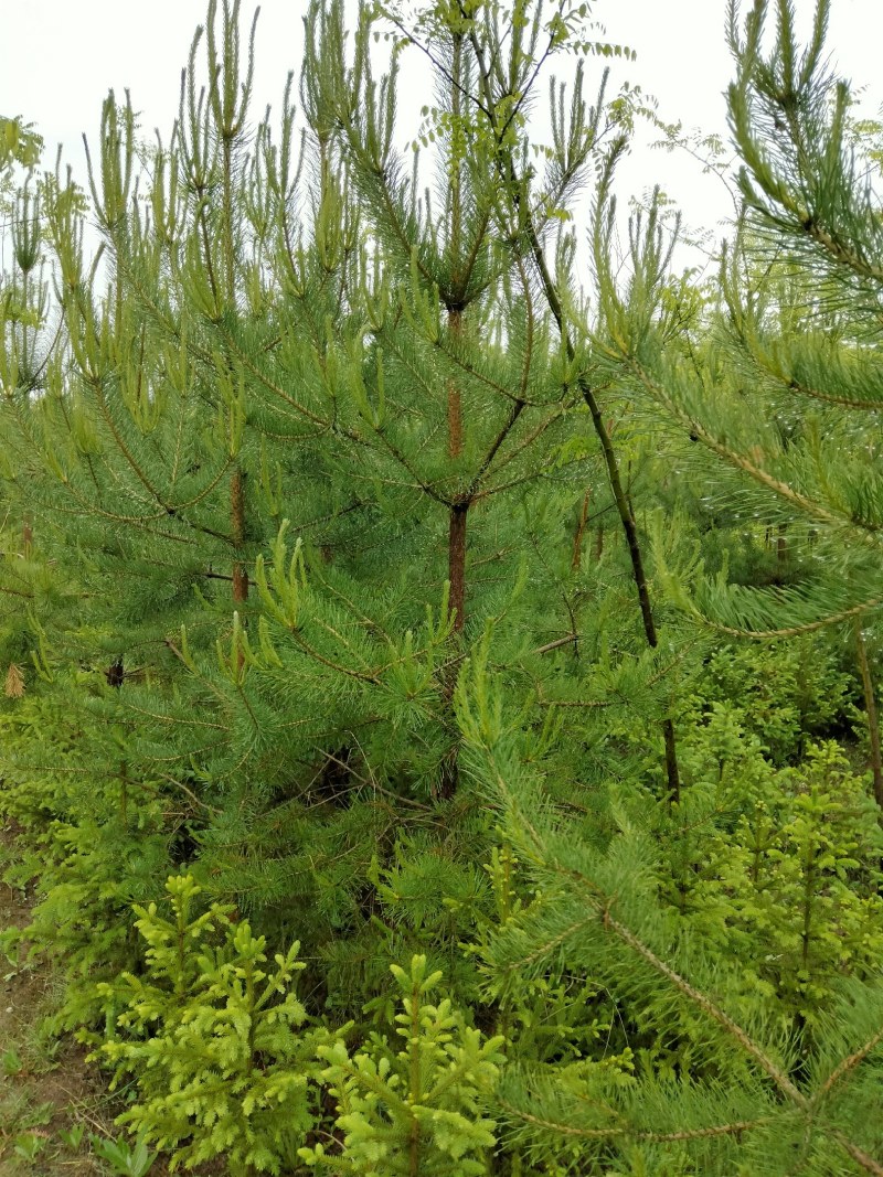 油松，甘肃油松，一米油松，两米油松