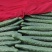 黄瓜25公分以上鲜花带刺