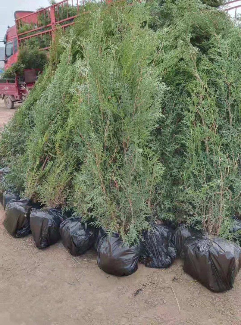 侧柏，甘肃侧柏，80厘米侧柏，一米侧柏，两米侧柏