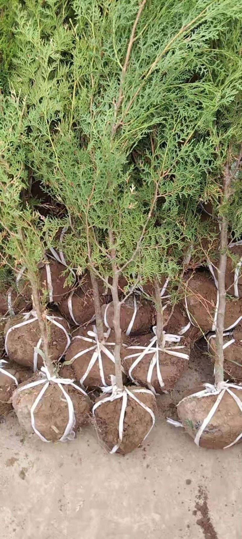 侧柏，甘肃侧柏，80厘米侧柏，一米侧柏，两米侧柏