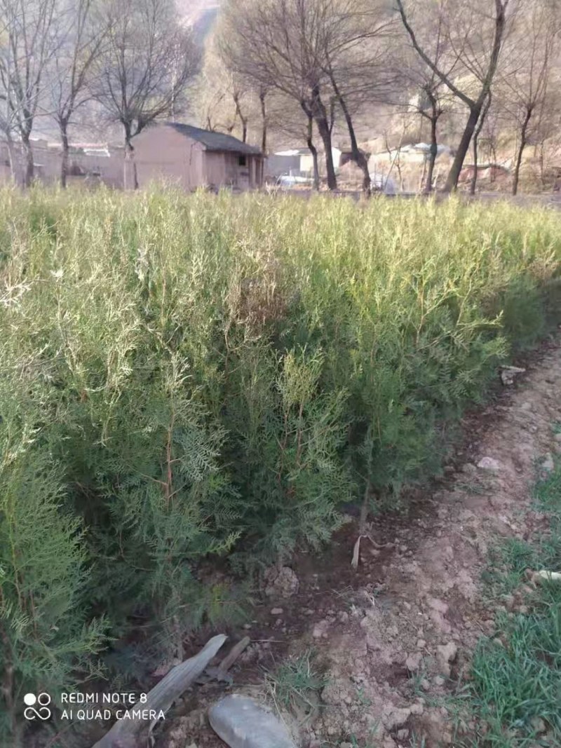 侧柏，甘肃侧柏，80厘米侧柏，一米侧柏，两米侧柏