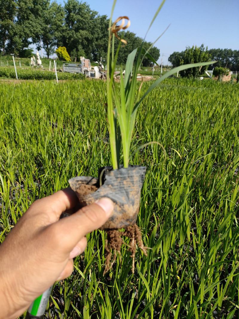 香蒲营业钵，香蒲工程苗，菖蒲大盆小盆，香蒲大量供应