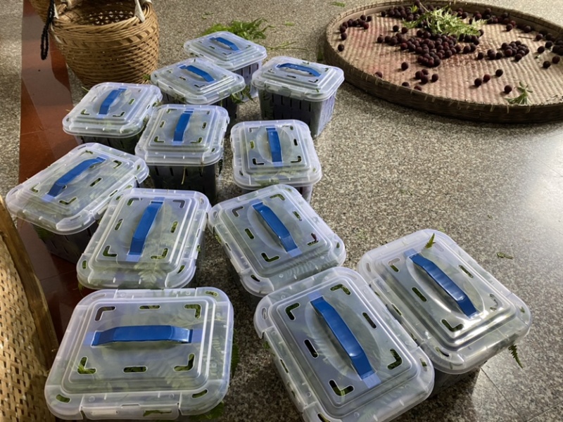 慈溪杨梅大量上市可代发产地发货电商品质欢迎订货