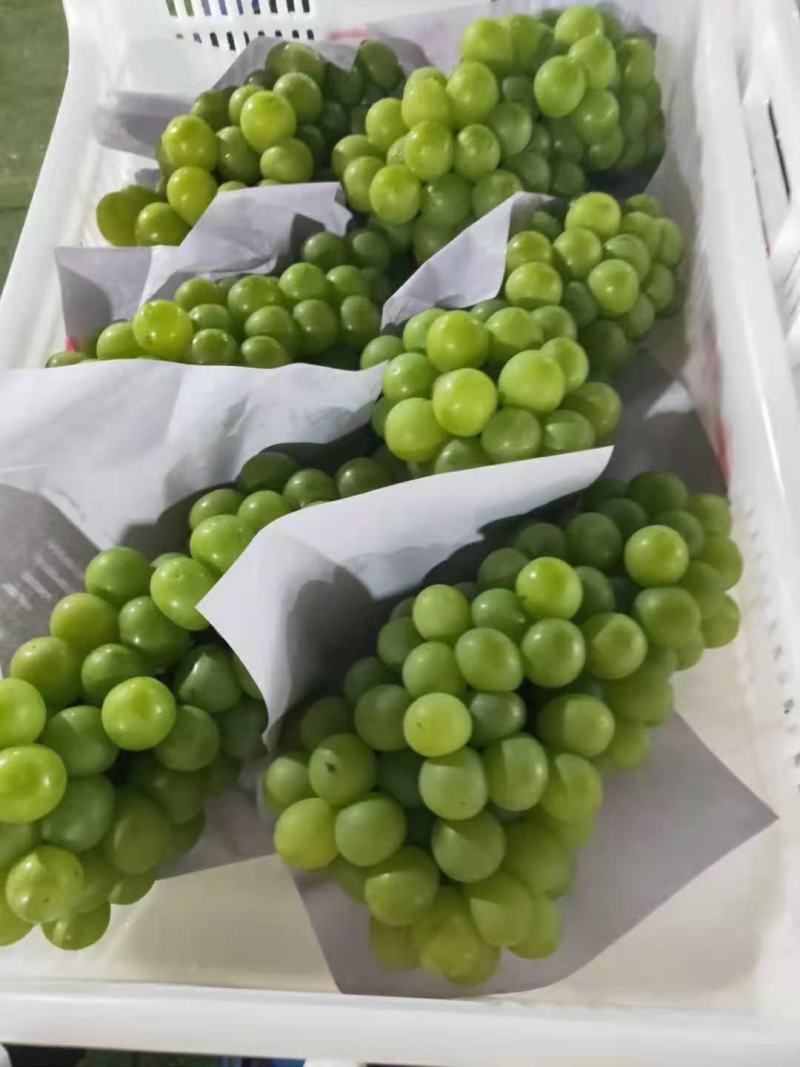 优质醉金香葡萄果肉饱满晶莹剔透产地直发保质保量