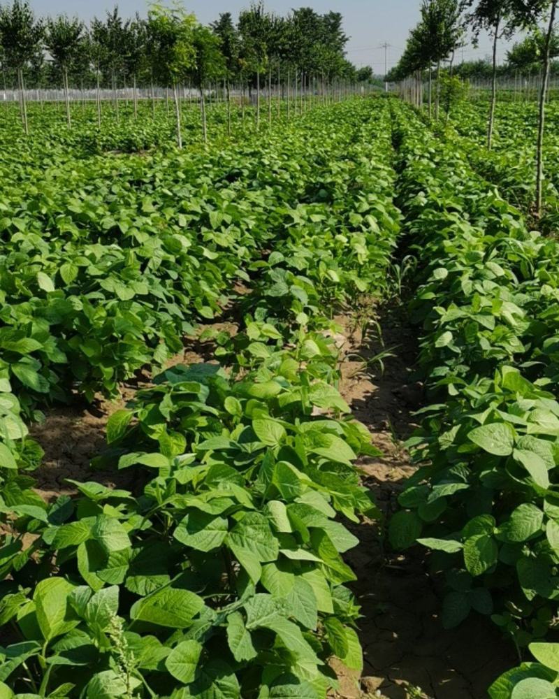 金夏农业种植毛豆75-3，7月中旬收获，欢迎参观订购！