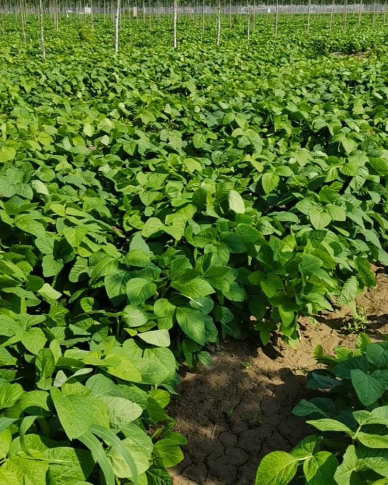 金夏农业种植毛豆75-3，7月中旬收获，欢迎参观订购！