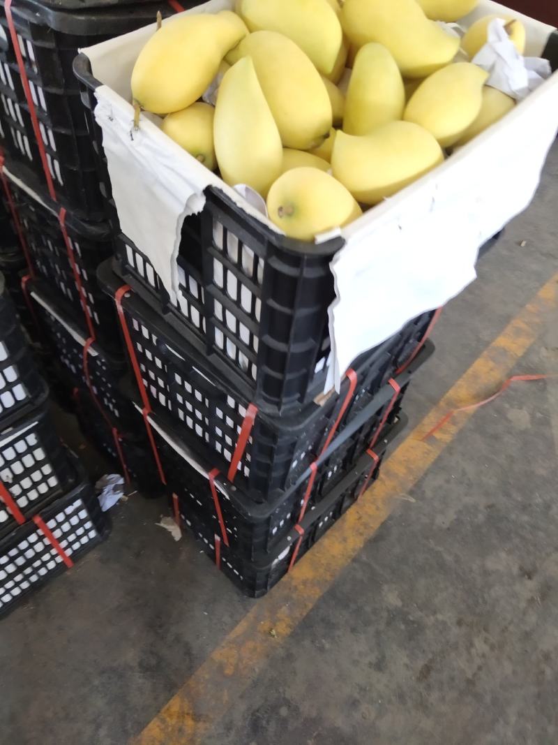 【高碑店新发地-乐航商贸】云南鹰嘴芒