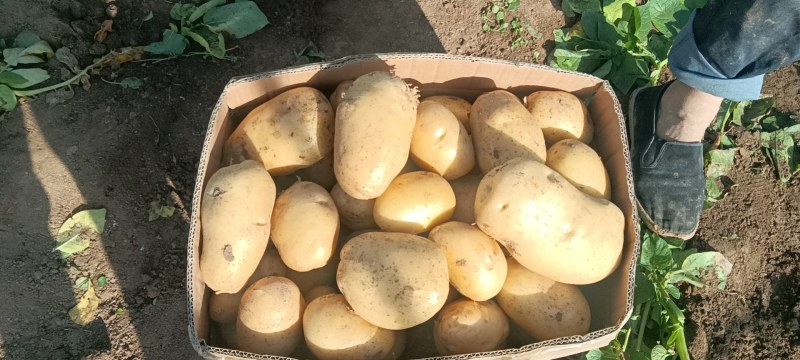 甘肃武山土豆大量上市中，无虫眼，无麻子，无青头