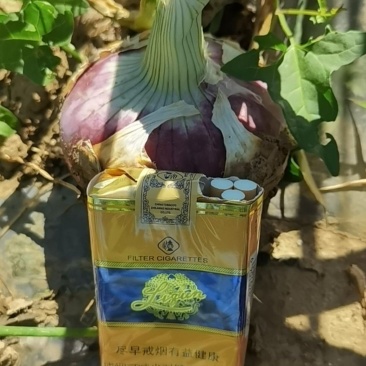 洋葱