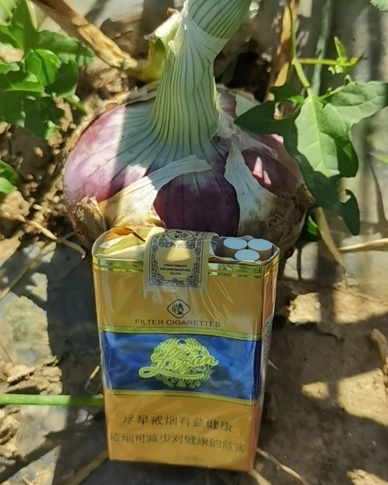 洋葱