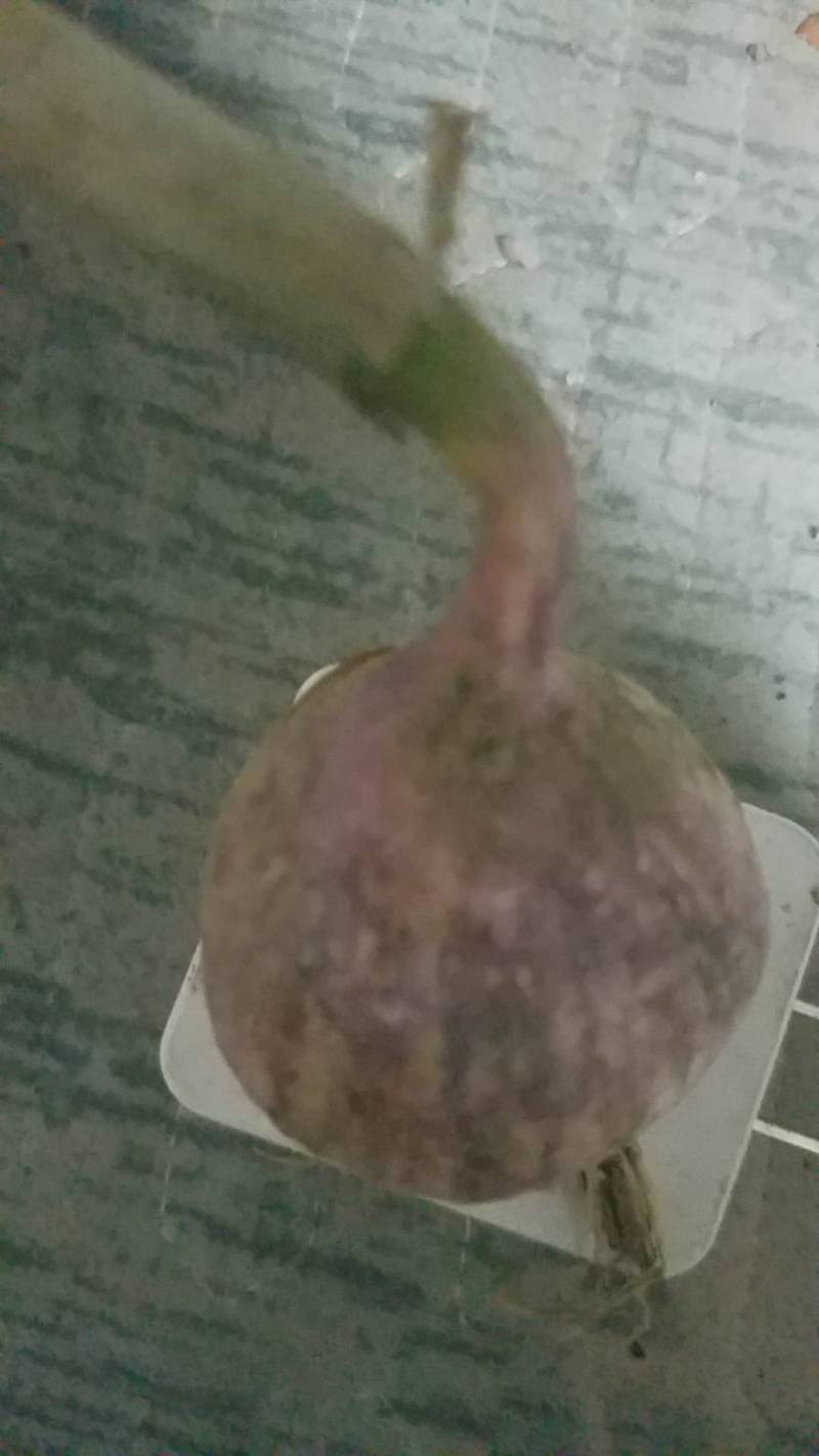自产自销的紫皮独头蒜上市了