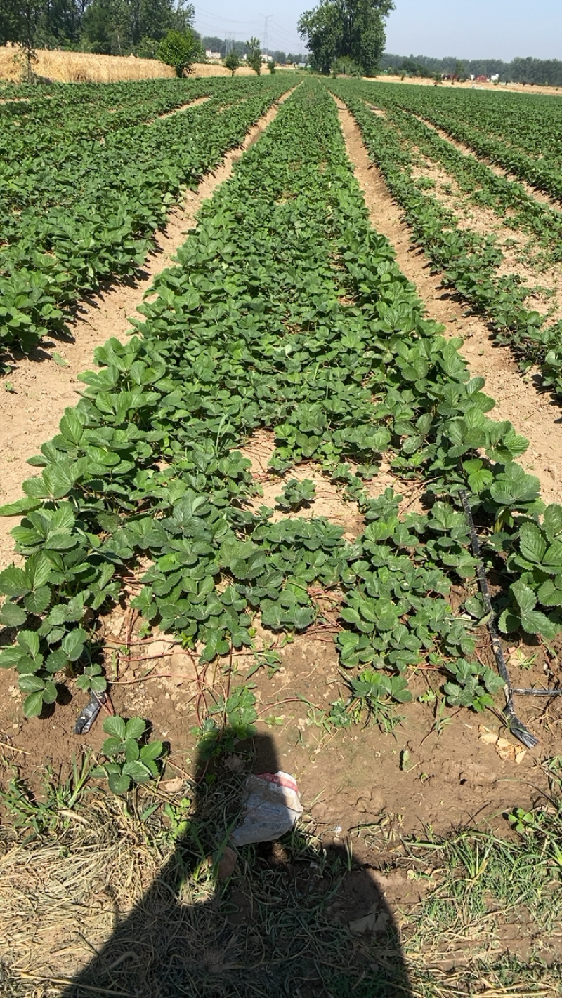 天仙醉假植苗基地直发包技术指导火热预定中